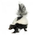 thumbnail image 2 of Striped Skunk Mephitis Mephitis Wall Decal Sticker by Wallmonkeys Vinyl Peel and Stick Graphic (18 in H x 11 in W, 2 of 4
