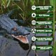 thumbnail image 5 of Electronic RC Alligator Simulación RC RC Swim Alligator para Niñas dos batería Zulema cocodrilo eléctrico, 5 of 8