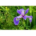 thumbnail image 1 of 25 BLUE FLAG IRIS Versicolor ( Dry - Moist Soil ) Native Purple Yellow White Fragrant Flower Seeds, 1 of 1