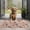 Boston Terrier Dogs, variant on Boston Terriers and Pioneer Flower Door Rugs,Washable Non Slip Door Mats Indoor,Decorative Door Mats,Entry Mat Indoor for Entrance,Bedroom,Kitchen,Bathroom,17"x30"