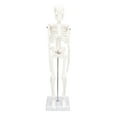 thumbnail image 1 of Mini esqueleto de 45CM, modelo de PVC, estructura ósea del cuerpo humano con brazos móviles, piernas y soporte, 1 of 14