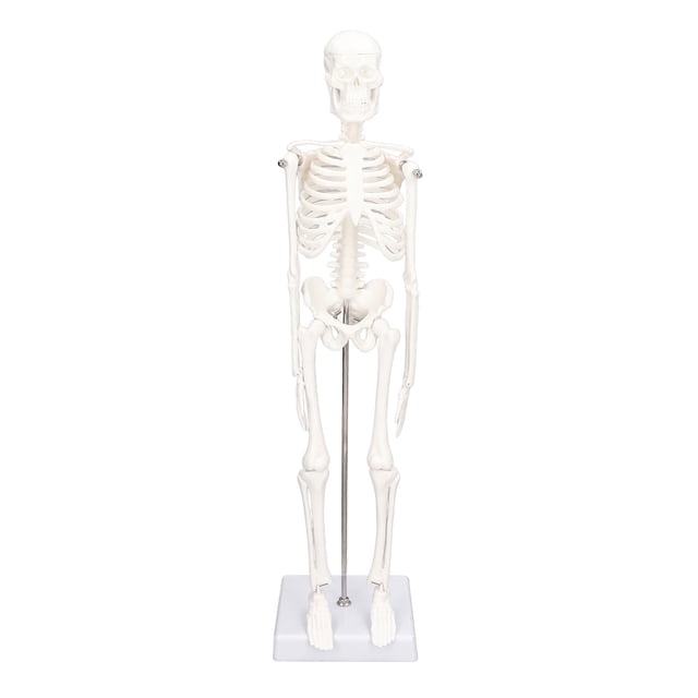 Mini esqueleto de 45CM, modelo de PVC, estructura ósea del cuerpo humano con brazos móviles, piernas y soporte