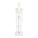 thumbnail image 4 of Modelo de esqueleto en miniatura de 45 cm Estructura ósea del cuerpo humano de PVC con brazos, piernas y soporte móviles, 4 of 9