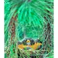 thumbnail image 3 of Fitzharris, Tim 12x13 Black Modern Framed Museum Art Print Titled - American Robin on the Nest, 3 of 5