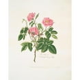 thumbnail image 2 of Mary Lawrance 20x24 Black Ornate Framed Double Matted Museum Art Print Titled: Rosa) (1799), 2 of 5