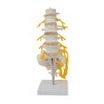thumbnail image 2 of figatia Human Spine Model 31 cm Spine Display Stand for Education Tool Science Study, 2 of 9