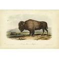 thumbnail image 2 of Audubon, John James 18x13 White Modern Wood Framed Museum Art Print Titled - American Bison, 2 of 4