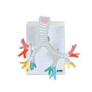 Axis Scientific Trachea and Bronchi Model - Scientific anatomy model, mini figure, Human anatomy system miniature, demonstration skill, learning school demonstration, educational model