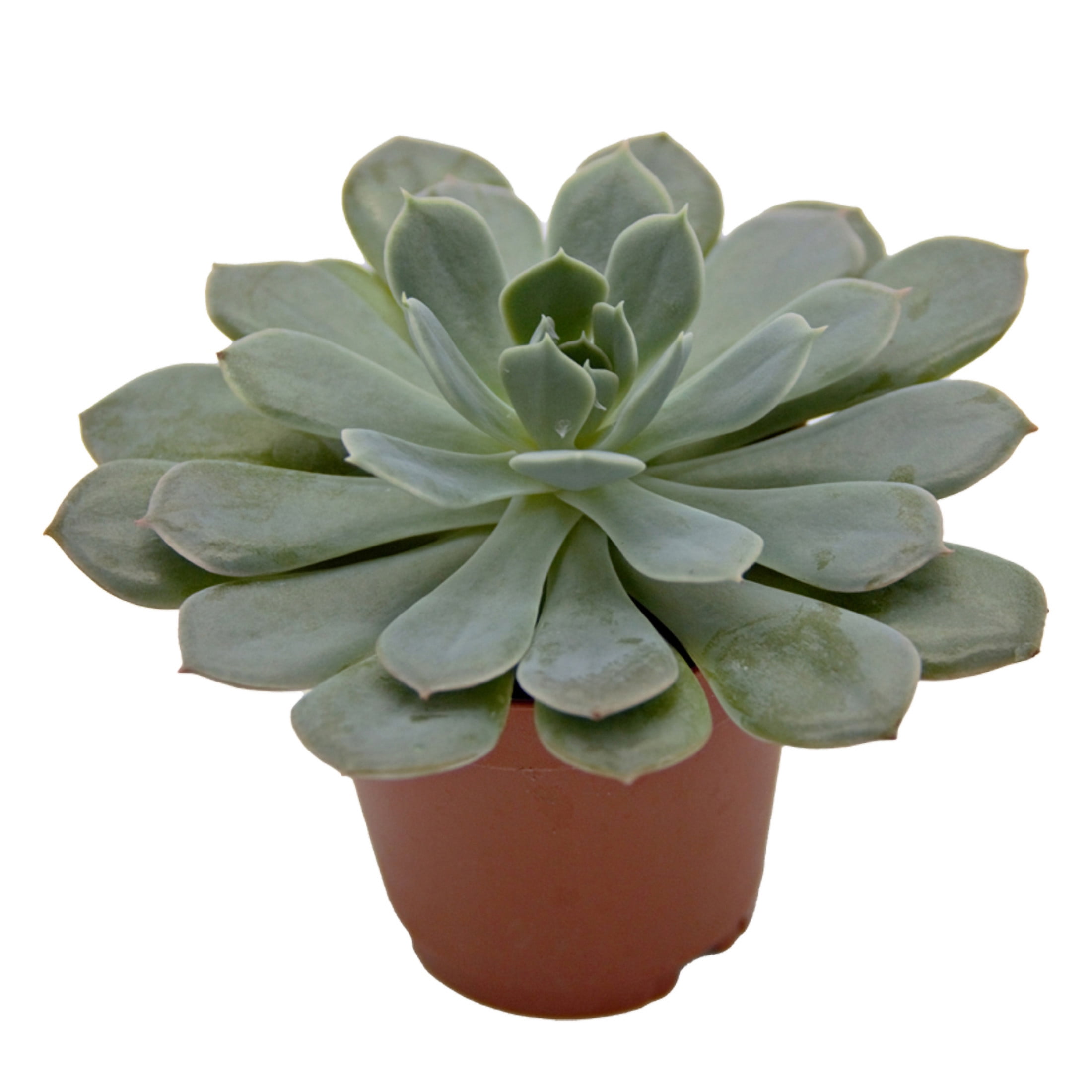 ReptiCulture Assorted Echeveria Desert 2" Pot 3 pk