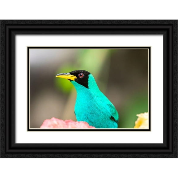 Jaynes Gallery 24x17 Black Ornate Wood Framed with Double Matting Museum Art Print Titled - Caribbean-Trinidad-Asa Wright Nature Center Male green honeycreeper bird close-up