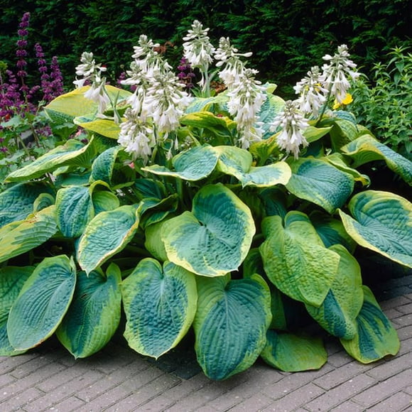Flower Bulbs - Hosta Sieboldiana Frances Williams (2 Bulbs)