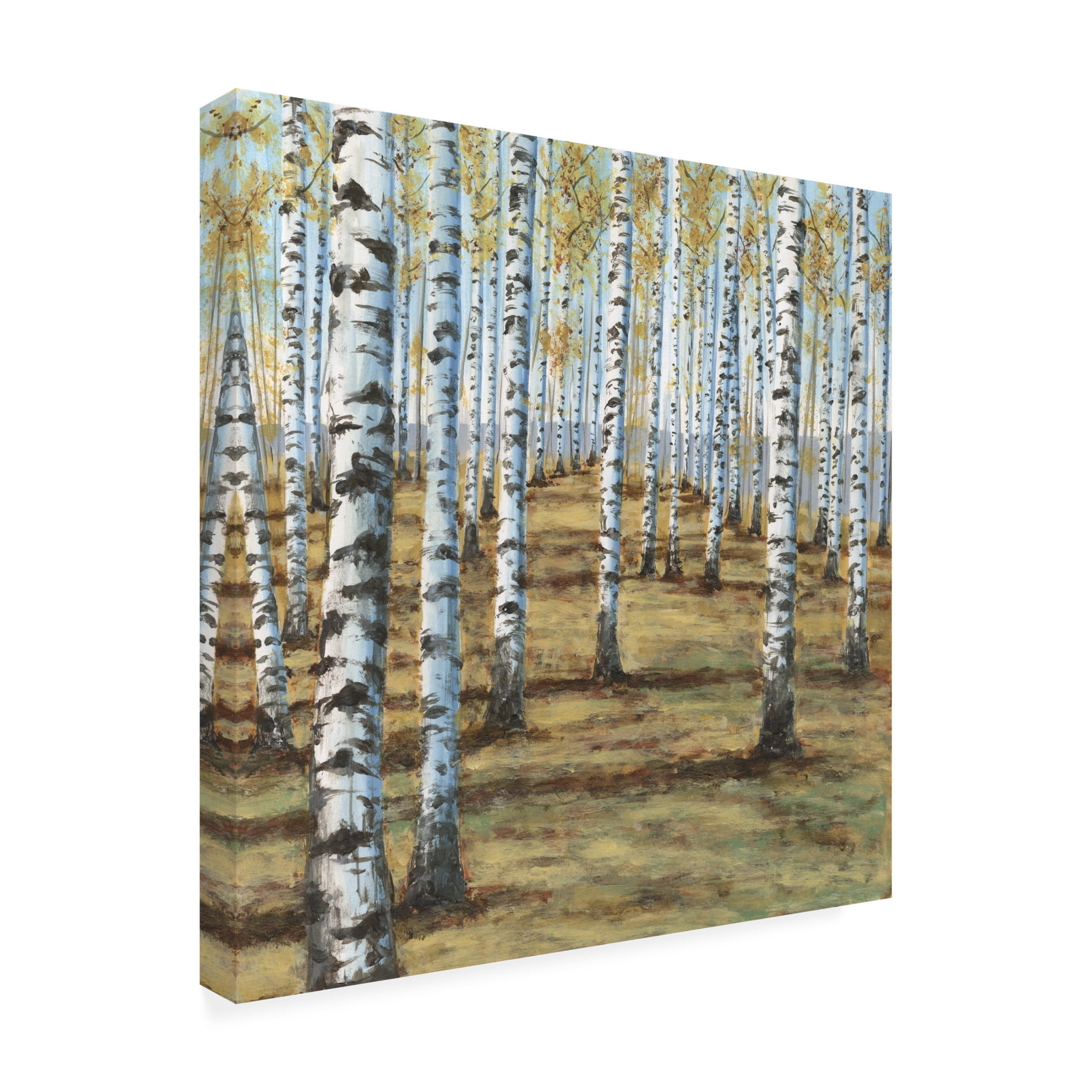 Trademark Fine Art Michael Willett  Birch Hillside II Canvas Wall Art