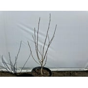 Expert Gardener 2.5qt Althea Red Heart