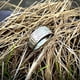thumbnail image 3 of Dinheiro Anillo de acero inoxidable antigua 4 bestia guardiana, dragón, tigre blanco, suzaku, talla de basalto, 3 of 5