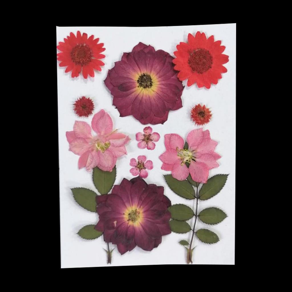 FVDPWYE 6Pcs Real Pressed Dried Flower Leaves for DIY Scrapbooking CardMaking Art Crafts