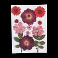 thumbnail image 2 of Hojas de flores secas y prensadas naturales para hacer adornos, manualidades y joyas con resina. Crisantemo De Cristal Rojo, 2 of 9