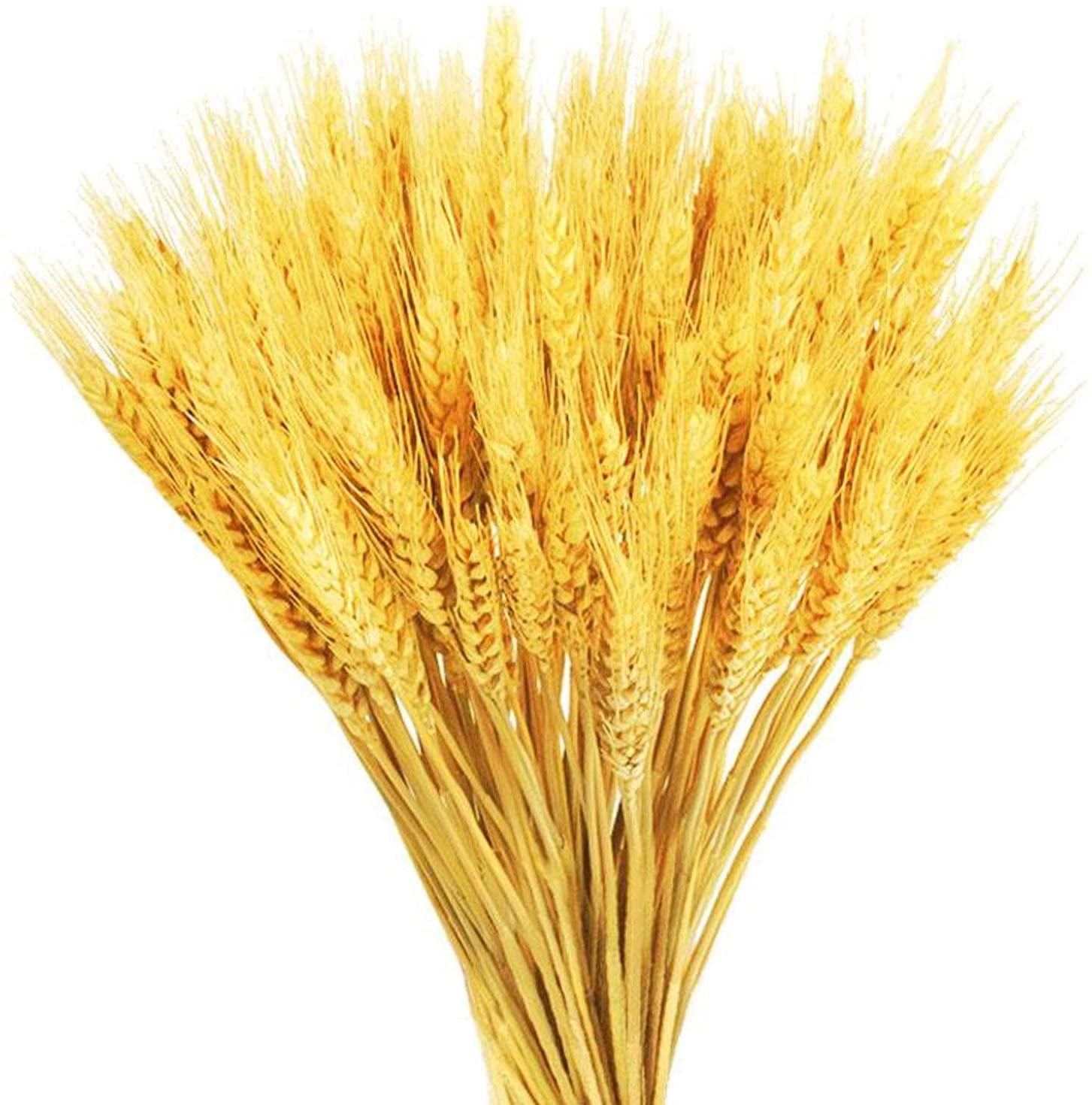 GTIDEA 100 Stems Dried Wheat Stalks Golden Natural Wheat Ears Flowers Fall Wedding Flower Bouquet for Home Farmhouse Party Decor 16.9 Inch