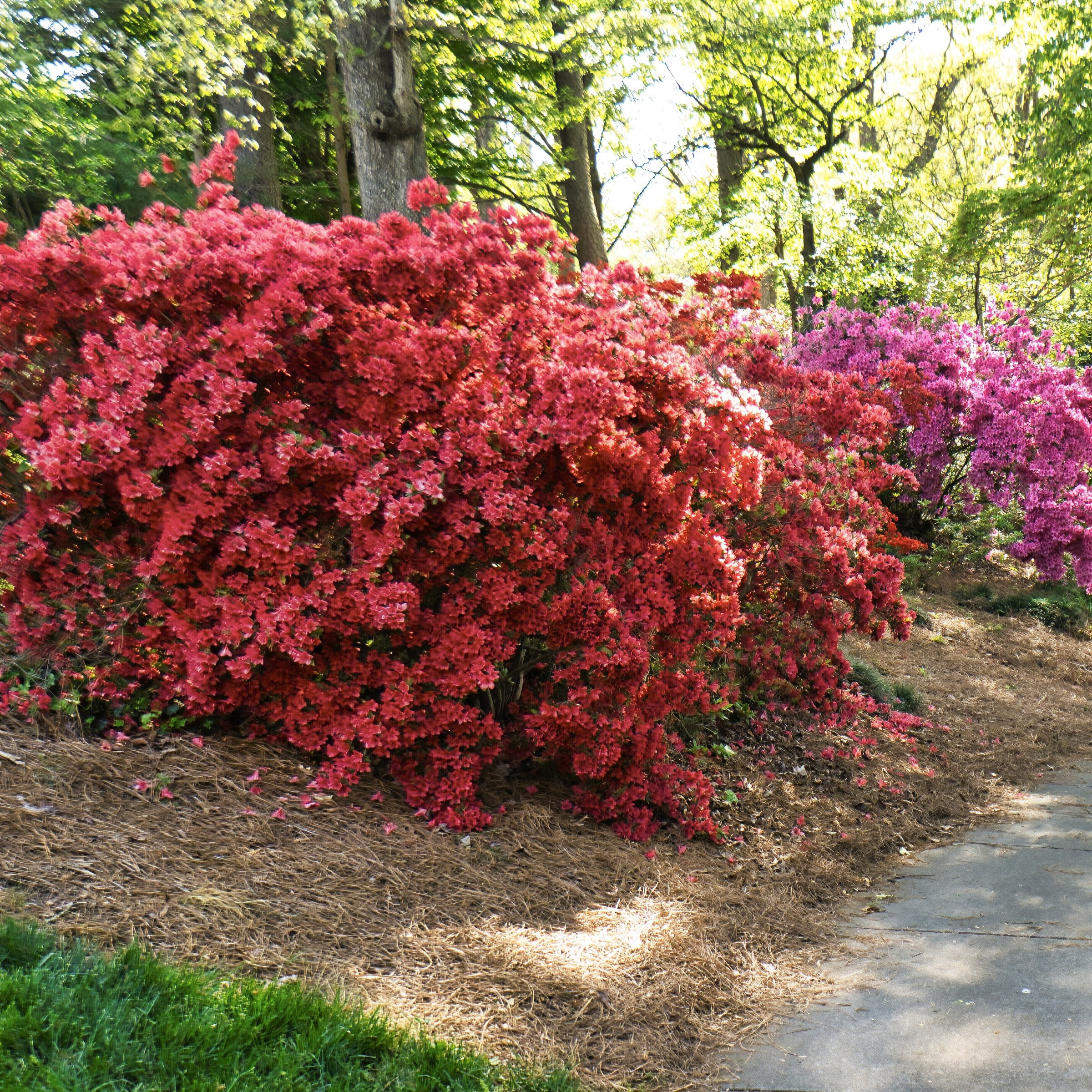 National Plant Network 3 gal. Hershey Red Azalea Shrub with Red Flowers
