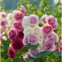 50 Seeds Summer Carnival Hollyhock Mix Seeds for Planting, Hollyhock Flower Seeds – Vibrant Double Blooms for Home Garden