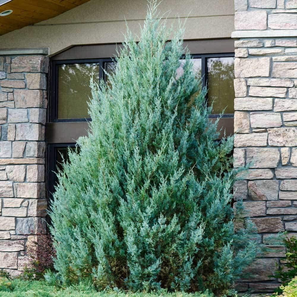 Wichita Blue Juniper  3 Live Gallon Size Trees  Juniperus Scopulorum  Evergreen Screening Hedging Plant
