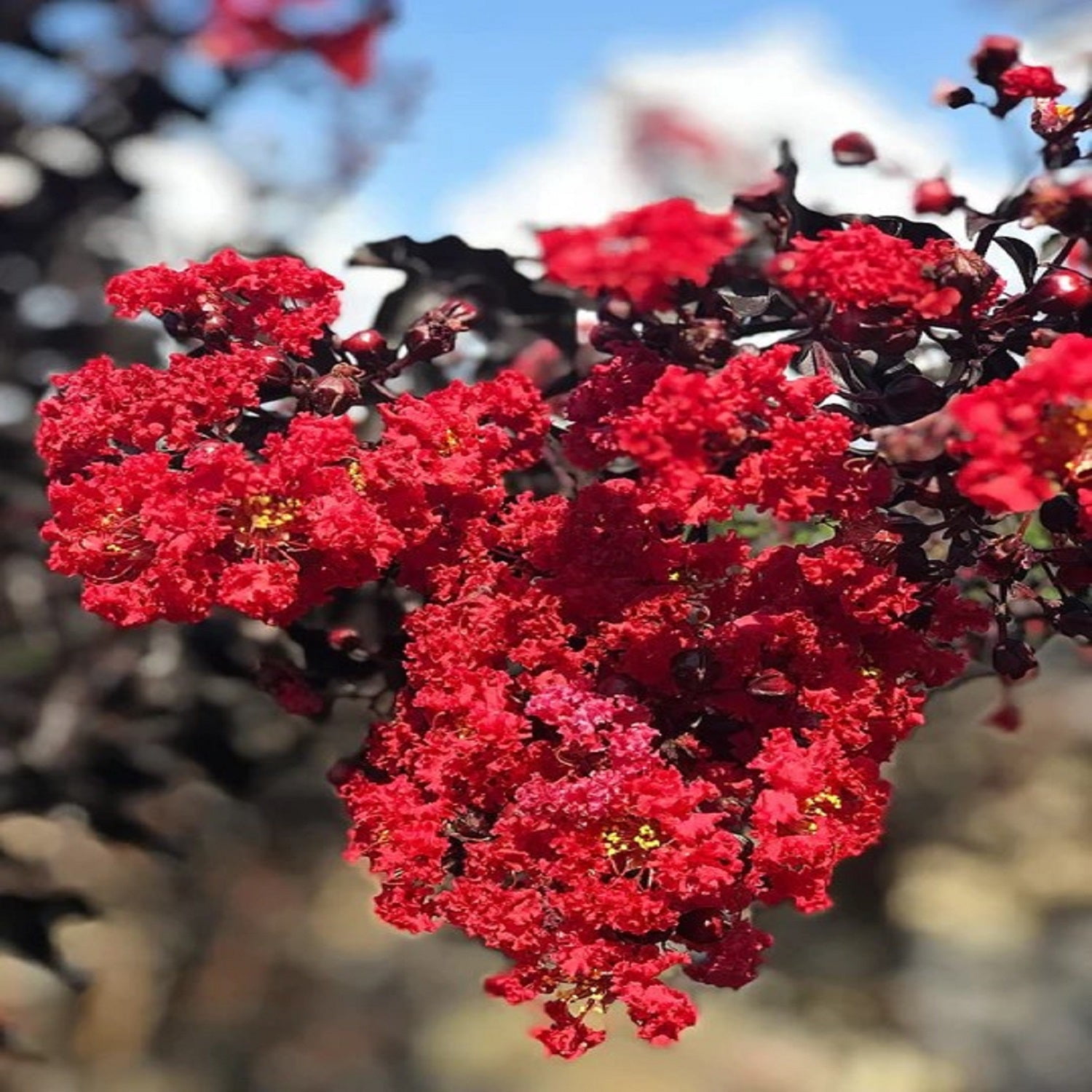 Black Diamond Blooms 18-24 in. tall Red Hot Crape Myrtle Live Tree in 3-Gallon Grower Pot