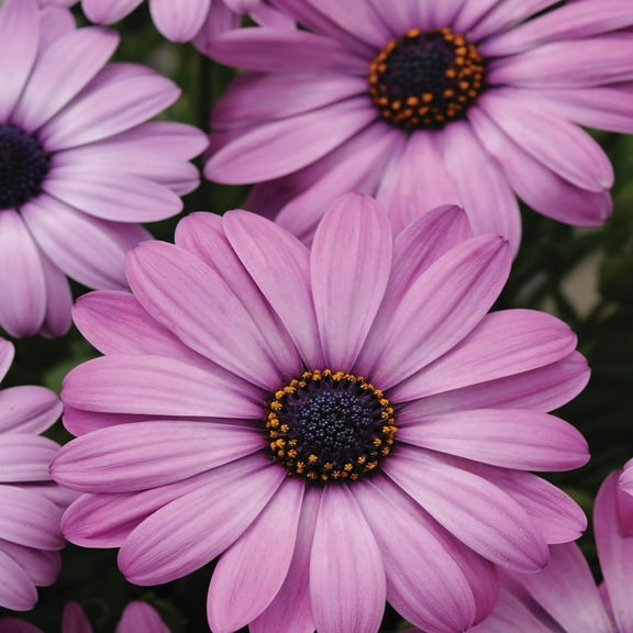 Drought Tolerant Osteospermum Lavender Shades Garden Flower Seeds - 20 Seeds