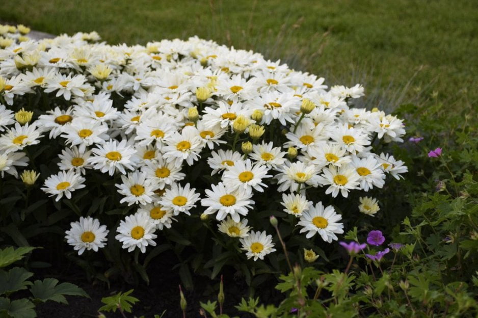 Expert Gardener Outdoor Live Plant Leucanthemum Shasta Daisy White 2.5QT, Full Sun