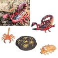 thumbnail image 1 of Juguetes Modelo de Ciencias Biológicas, 4 Etapas Interesante Modelo de Escorpión Juguete plástico Realista para Las Ayudas de Enseñanza Escolar para El Juguete Cognitivo infantil, 1 of 7