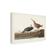 thumbnail image 2 of John James Audubon 'Red breasted Snipe' Canvas Art, 2 of 3