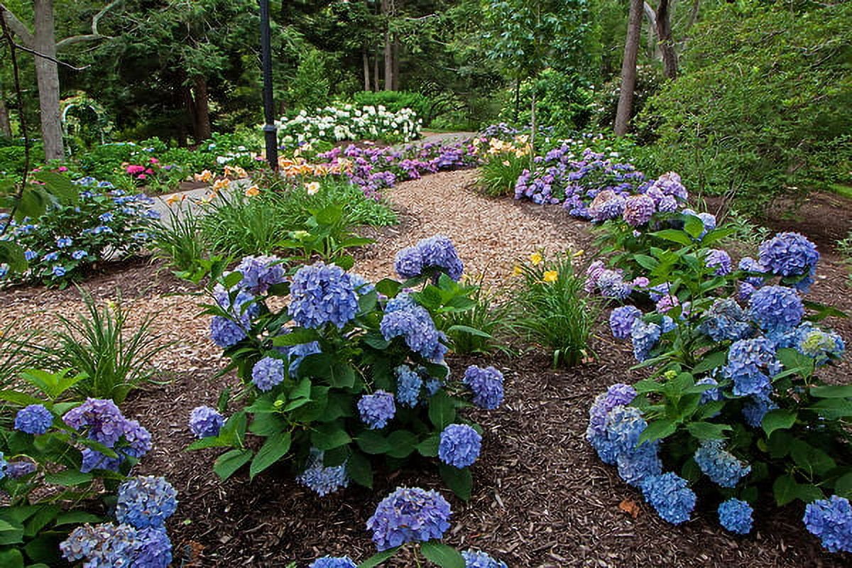 Endless Summer The Original Reblooming Hydrangea Live Shrub in 1-Gallon Grower Pot