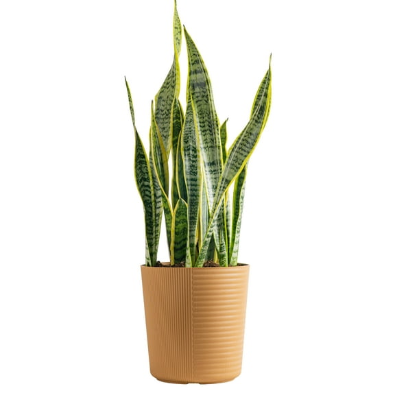 Costa Farms Plants with Benefits Live Plant Sansevieria Snake Plant in 10in Decor Pot