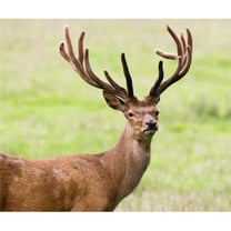 Deer with Antlers Harrogate Yorkshire England Poster Print by John Short, 17 x 14