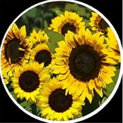 Screen Door Magnets SF101 Sunflowers Magnet, Pack of 2