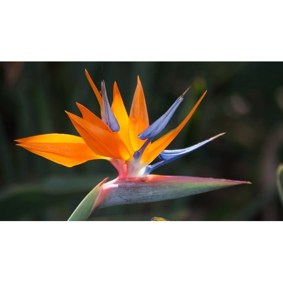Live Orange Strelitzia Reginae Bird of Paradise Plant 6"-10" Tall Partial Shade - Starter