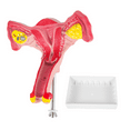 thumbnail image 3 of 1:1 Human Female Uterus Ovary Fallopian Tubes Model Anatomical Anatomy Teaching Tools, 3 of 4