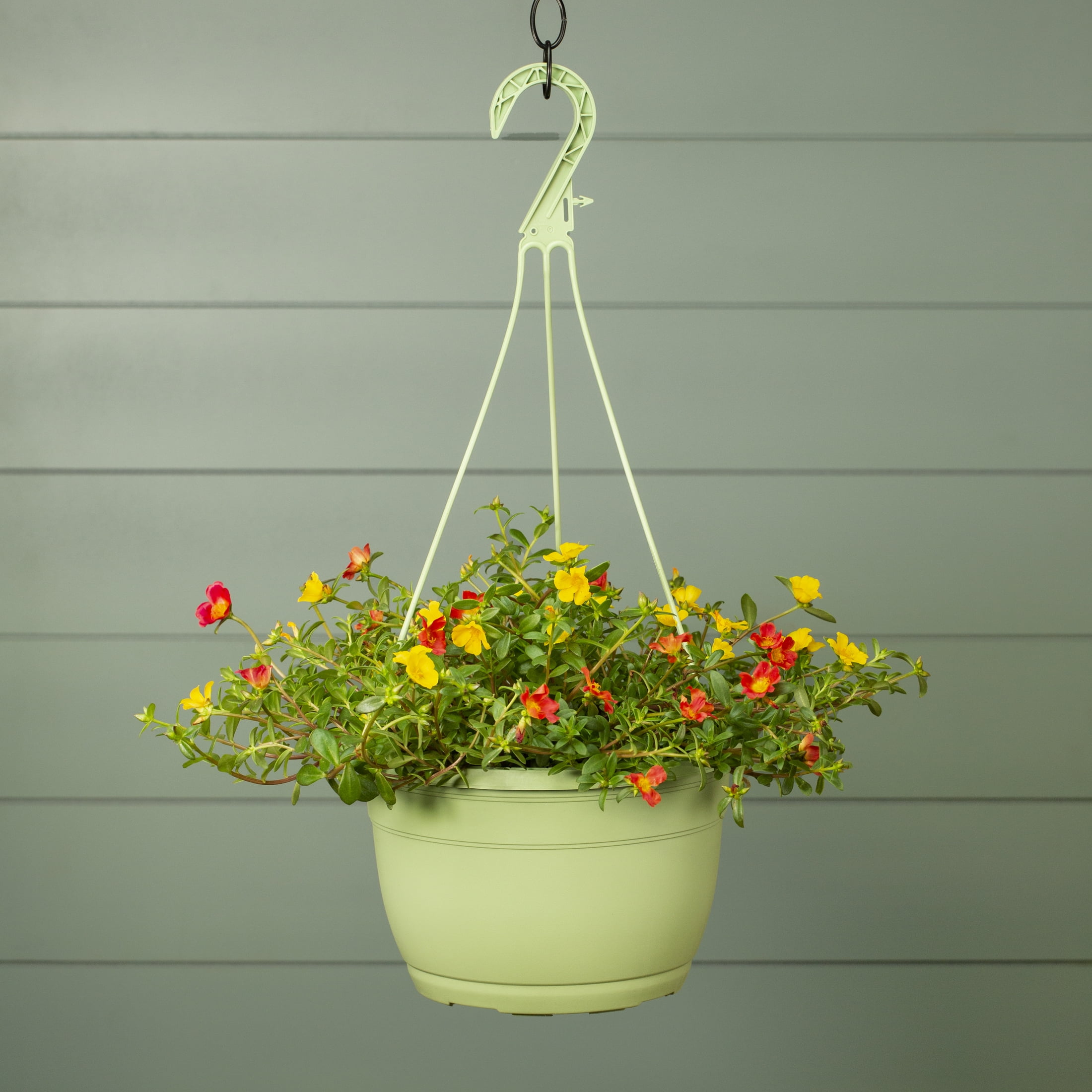 Expert Gardener 1.5gal Multicolor Portulaca Live Annual Plant Hanging Basket Sun