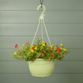 thumbnail image 4 of Expert Gardener 1.5gal Multicolor Portulaca Live Annual Plant Hanging Basket Sun, 4 of 8