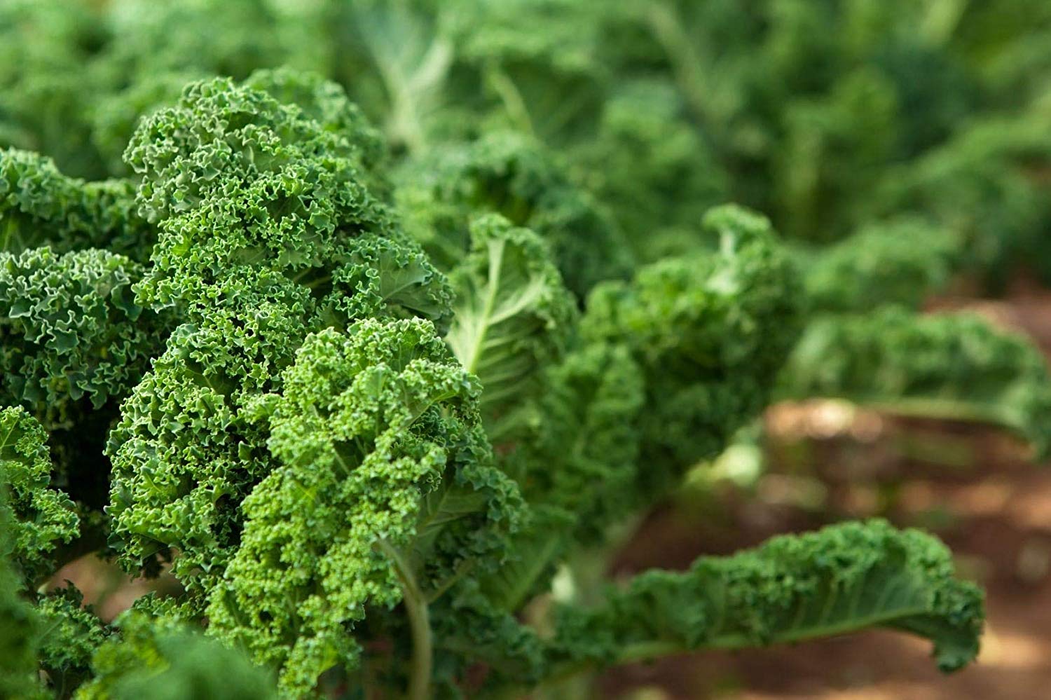 Kale Sprouting Seeds, 3 Pounds — Raw, Vegan, Kosher — by Food to Live