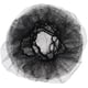 thumbnail image 2 of BRIGHTFUFU 100 pcs Nets de cabello desechables Capas de malla de nylon Pelillo de malla de nylon desechable para el hogar, 2 of 7