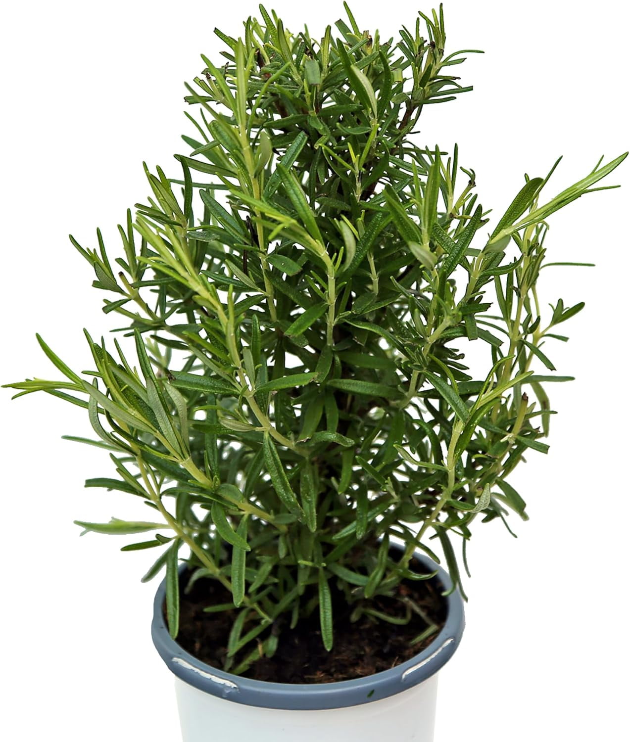 Live Rosemary Plant, Aroma Tree, Christmas Gift, Office Gift, Housewarming Gift, Air Purifying Plant, Birthday Gift, Office Gift, Gardening Gift in 4" Pot