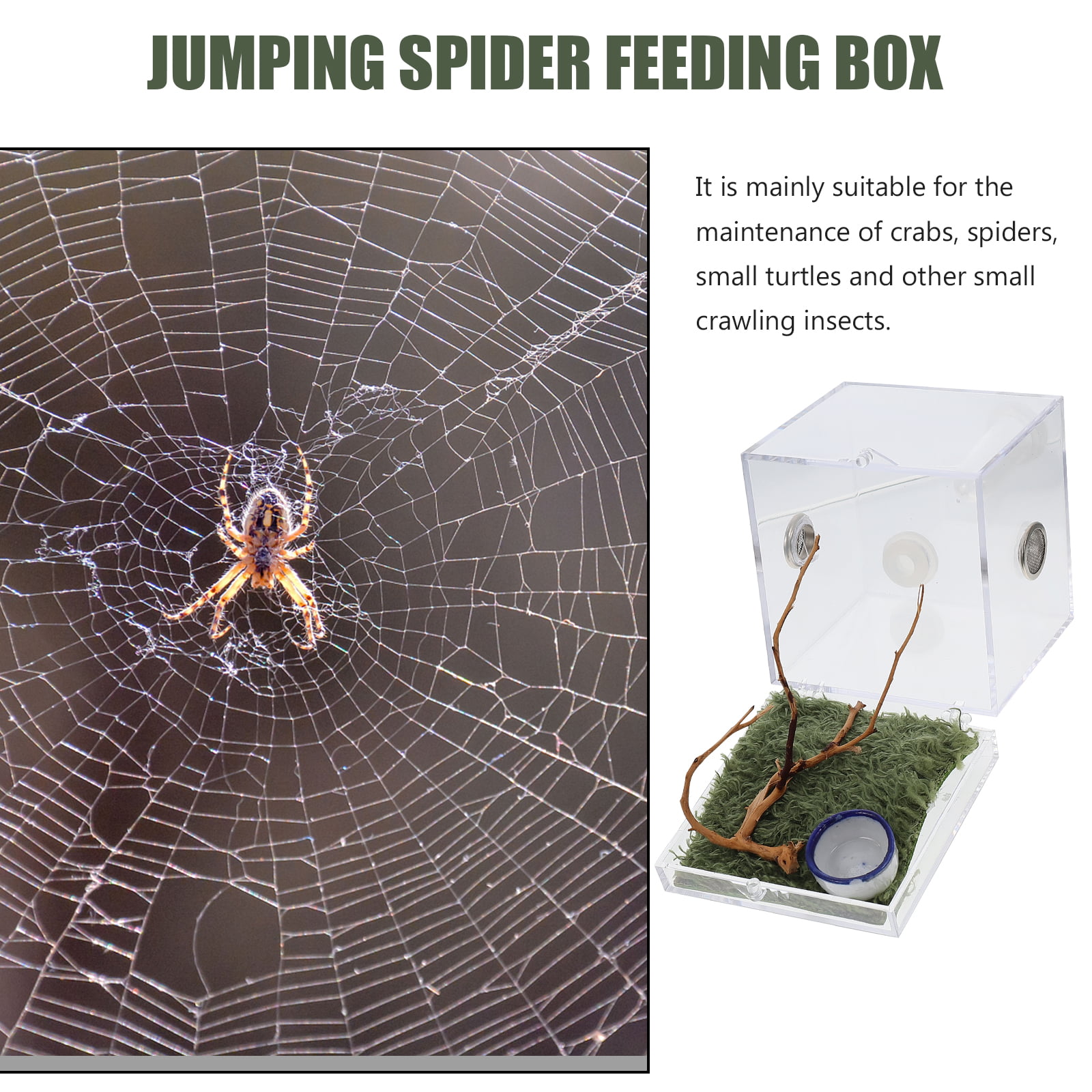  crapelles Jumping Spider Tiny Box, Micro Habitat, Small Pet  Insect Breeding Box, (1.3x1.3x1.4 Inches) 360 Degree Transparent Reptile  Cage, Mini Acrylic Case, Little Enclosure Accessories : Pet Supplies