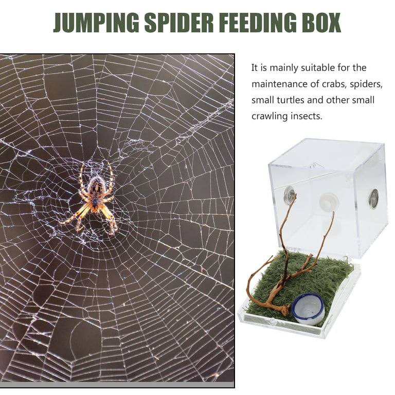 Spider Reptile Insect Feeding Box Reptile Breeding Box Terrarium Accessories  Insect Box For Spider Cricket Snail Tarantula