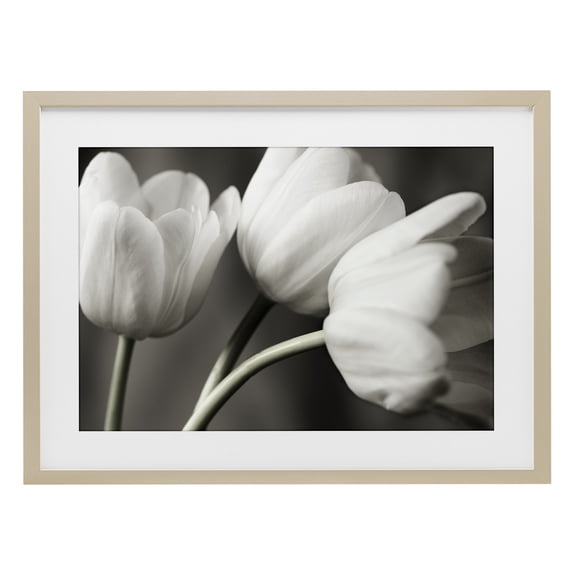 Stupell Industries Row Of Monochrome Tulips Birch Framed Print Under Glass, design by Tom Quartermaine