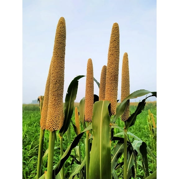 Pearl Millet Grass Seeds for Planting - Pennisetum glaucum - Ornamental Grass Seeds (200 Seeds)