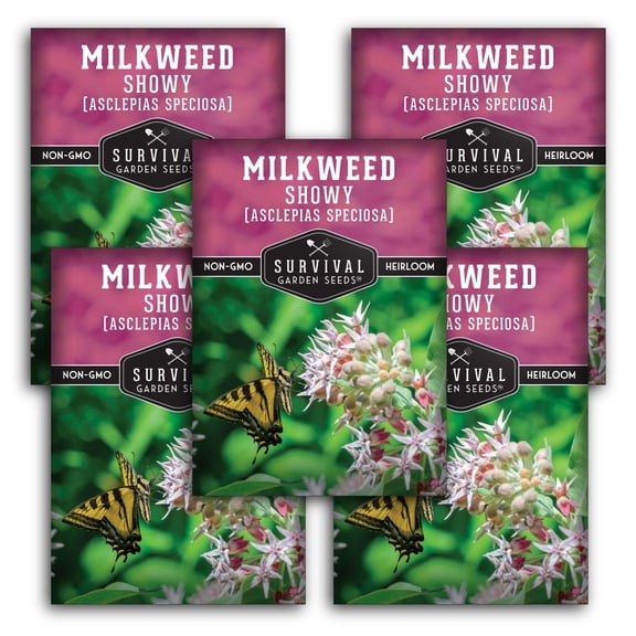 Showy Milkweed Seeds - Full Sun Perennial Flower - 5 Packs
