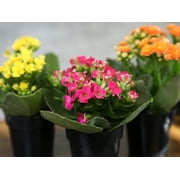 Blooming Kalanchoe Succulents | 3 Plants, 2.5in. Grow Pots; Filtered Sun | Element by Altman Plants