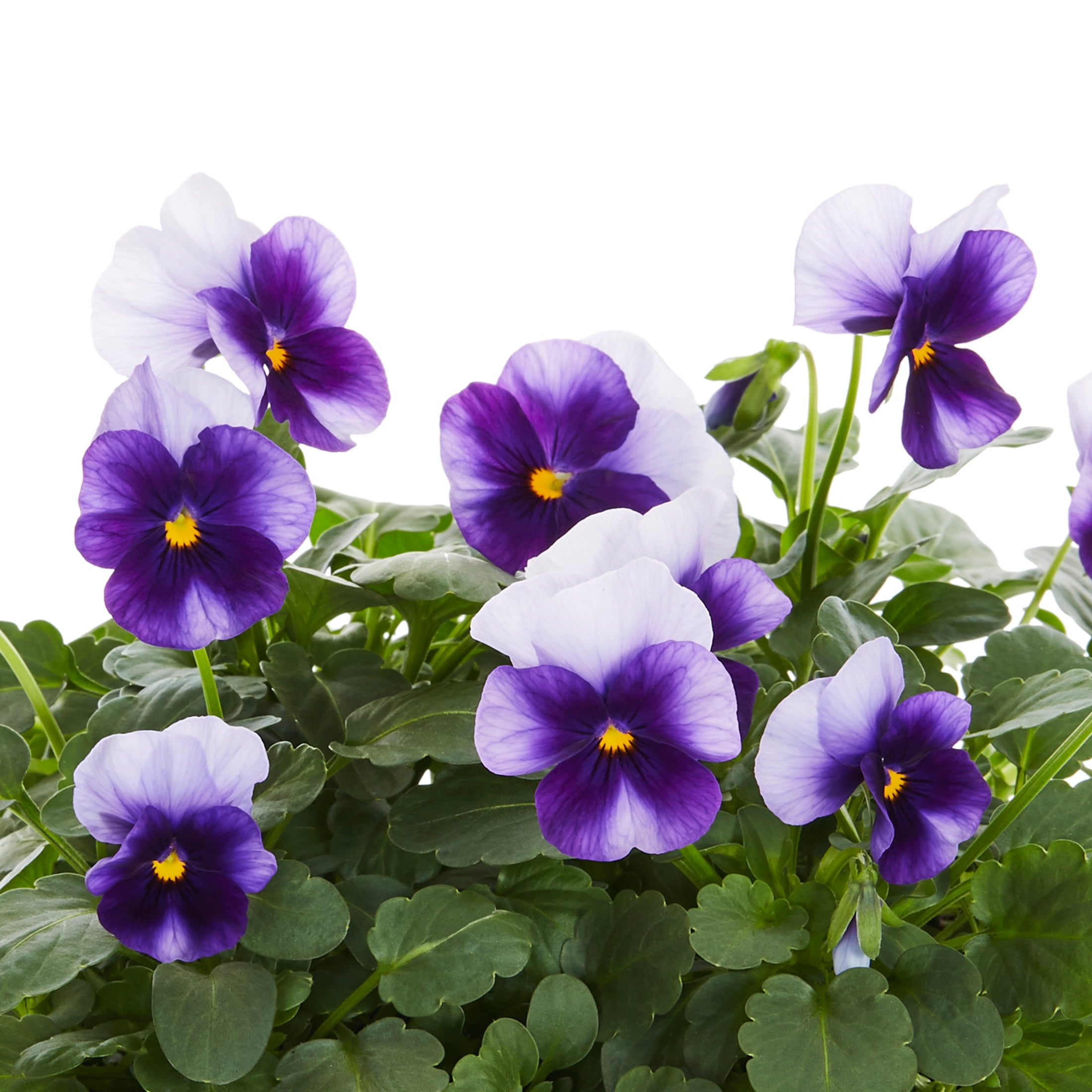 Expert Gardener 4PK Purple and White Viola Live Plants with Grower Planter