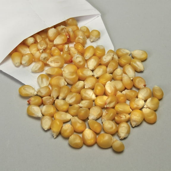 Genetic Corn Seed, Albino, Pack Of 50