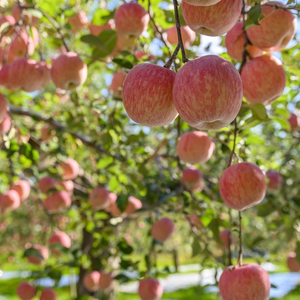 Expert Gardener 2-3 ft. tall Aomori Apple Live Tree in 5-Gallon Grower Pot