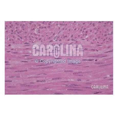 Human Muscle Tissues Microscope Slide Set price history on PriceWatchPro